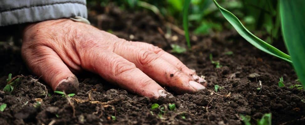 Bilden visar en hand som seer ut att känna på jordens kvalitet jämte en växande planta