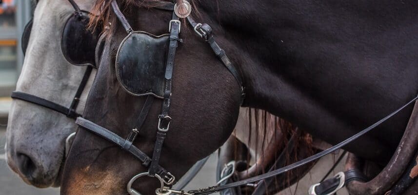 Bilden är en närbild på två hästar. Man ser att de har seldon och skygglappar